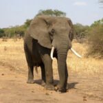 vantara elephant