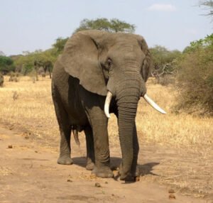 vantara elephant