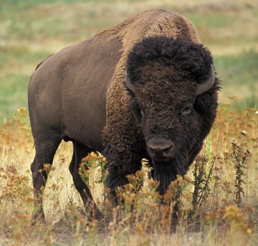 vantara lion