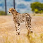 vantara lion