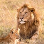 vantara lion