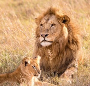 vantara lion