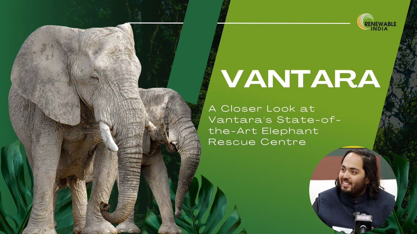 vantara zoo vantara volunteer