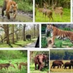 vantara wildlife