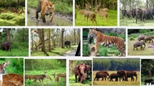 vantara wildlife