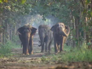 vantara elephants