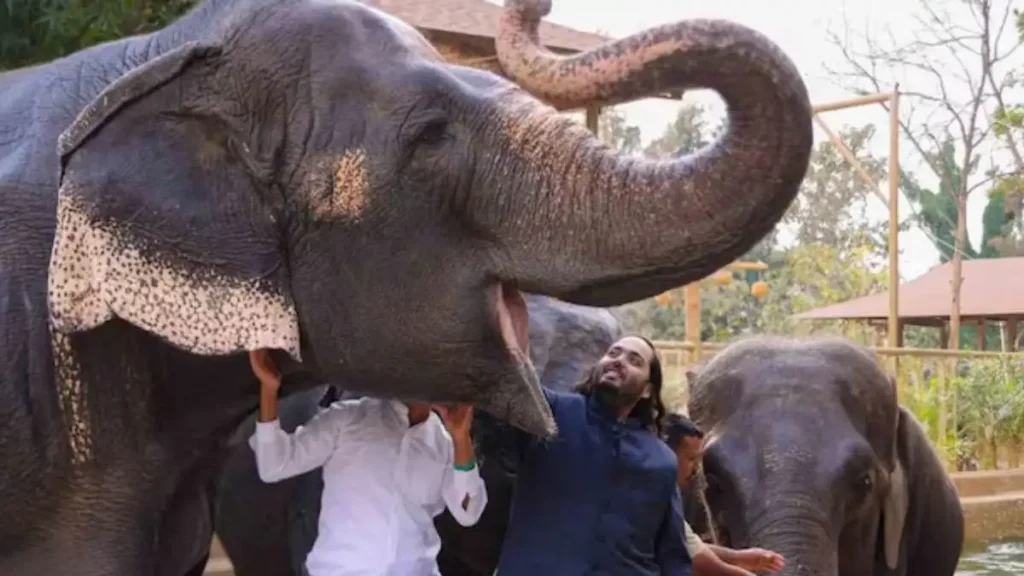 vantara elephant