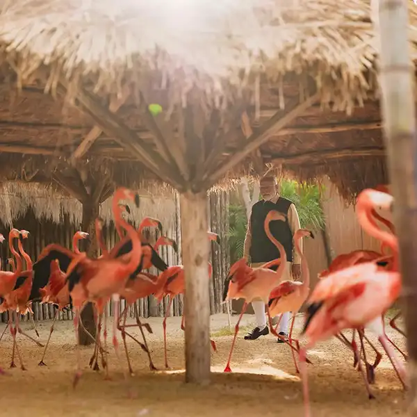 birds at vantara