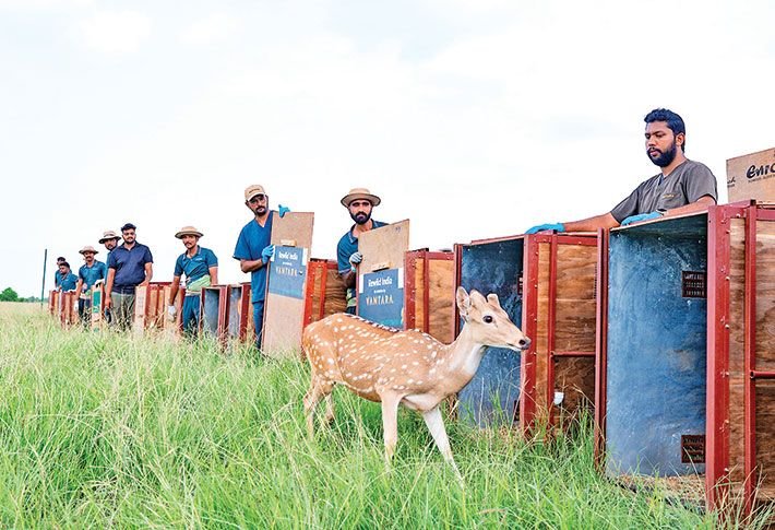 vantara deer