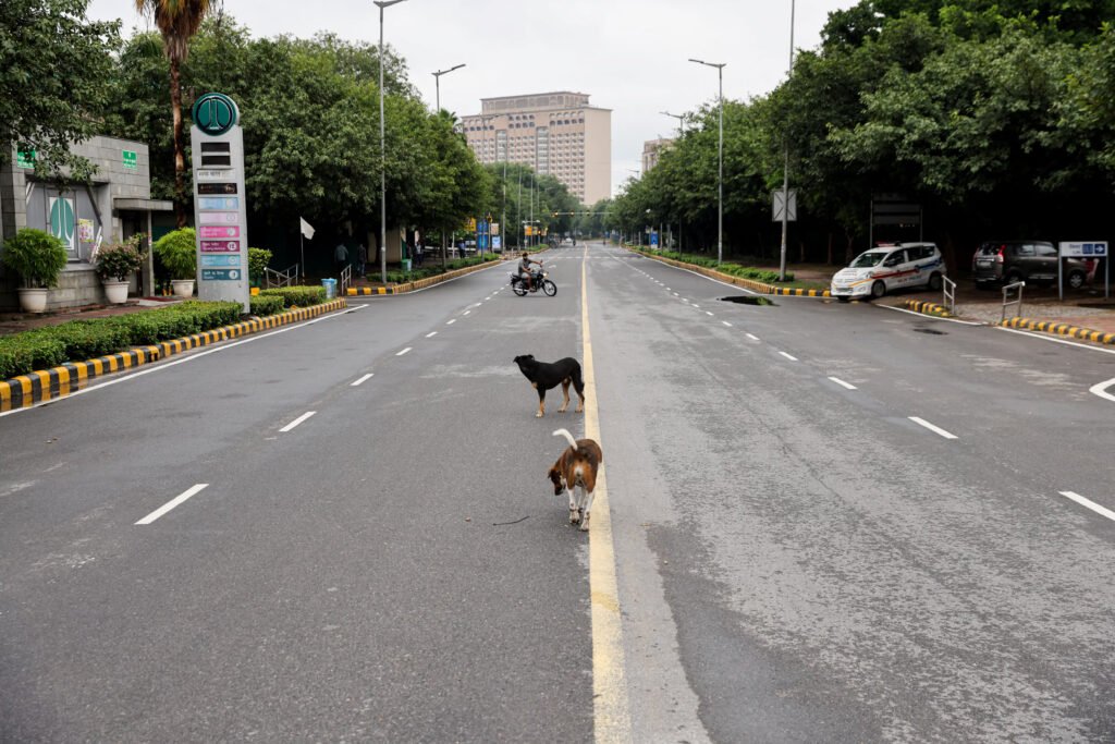 delhi with stray dogs