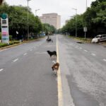 delhi with stray dogs