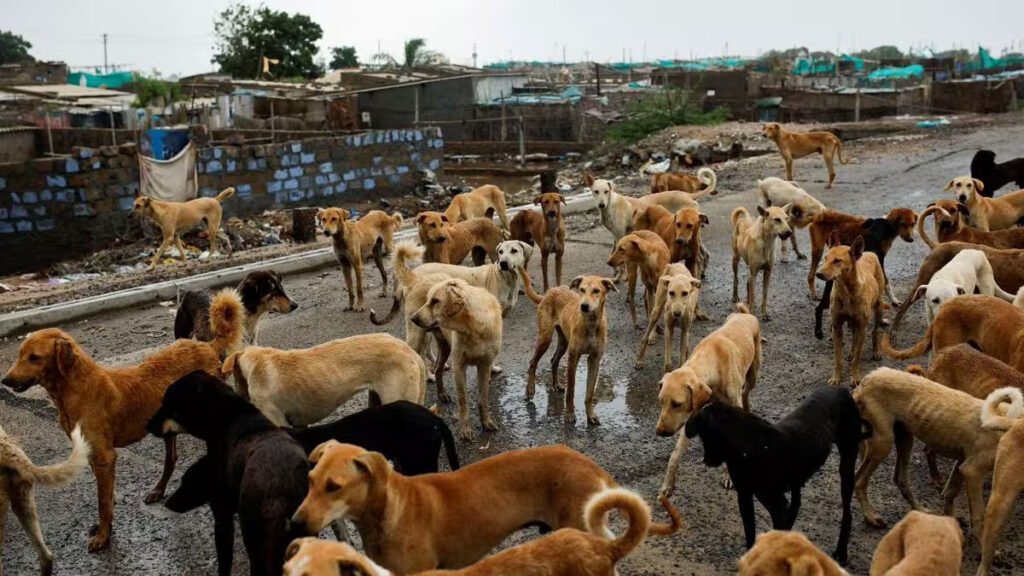 stray dog
