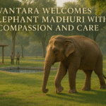 elephant madhuri
